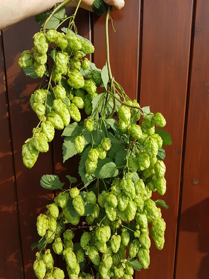Full Mash Brewery brewery banner image
