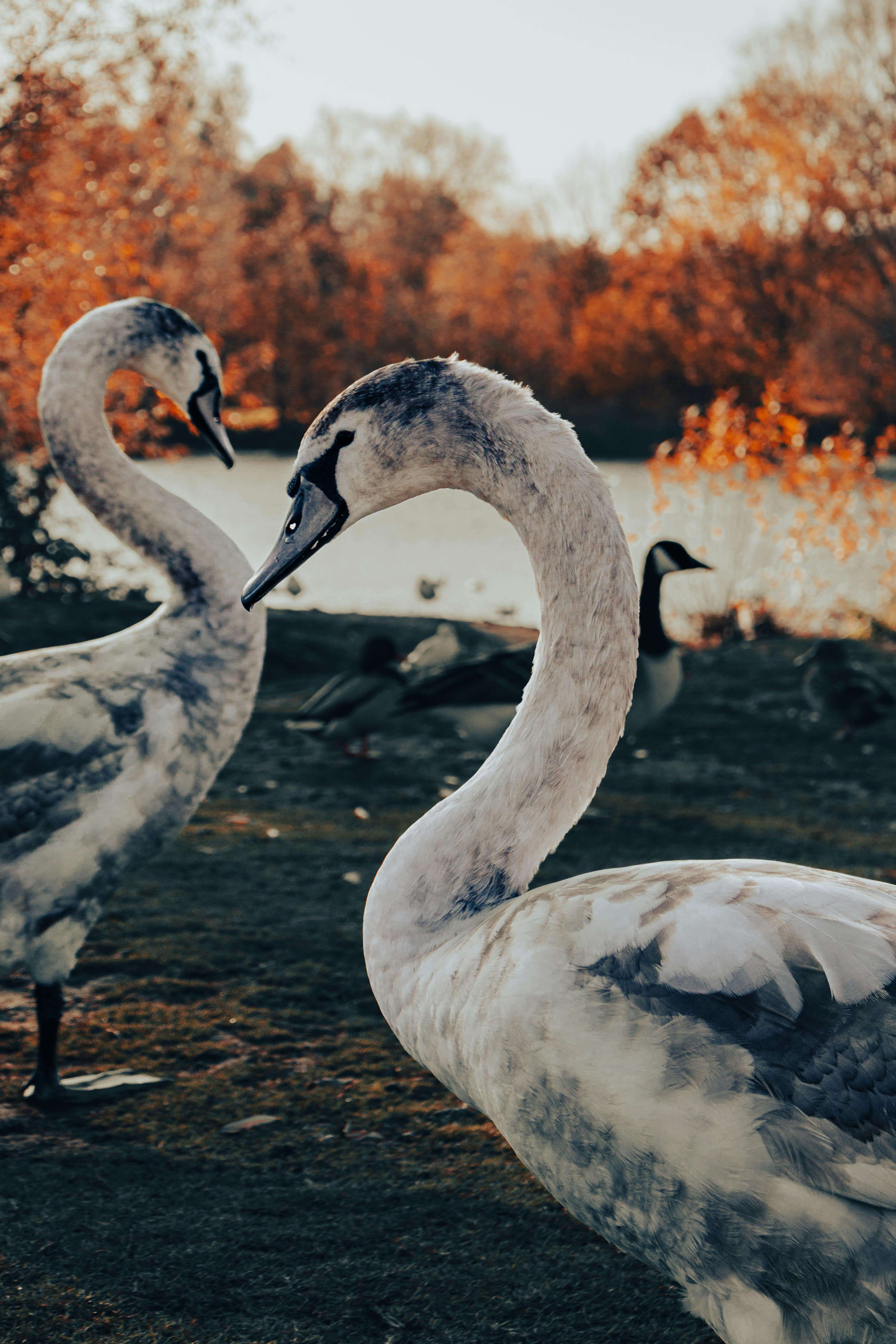 Young swans on waterway with autumn trees in Peterborough